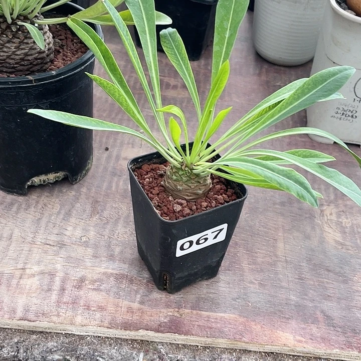 067铁甲丸菠萝球植物