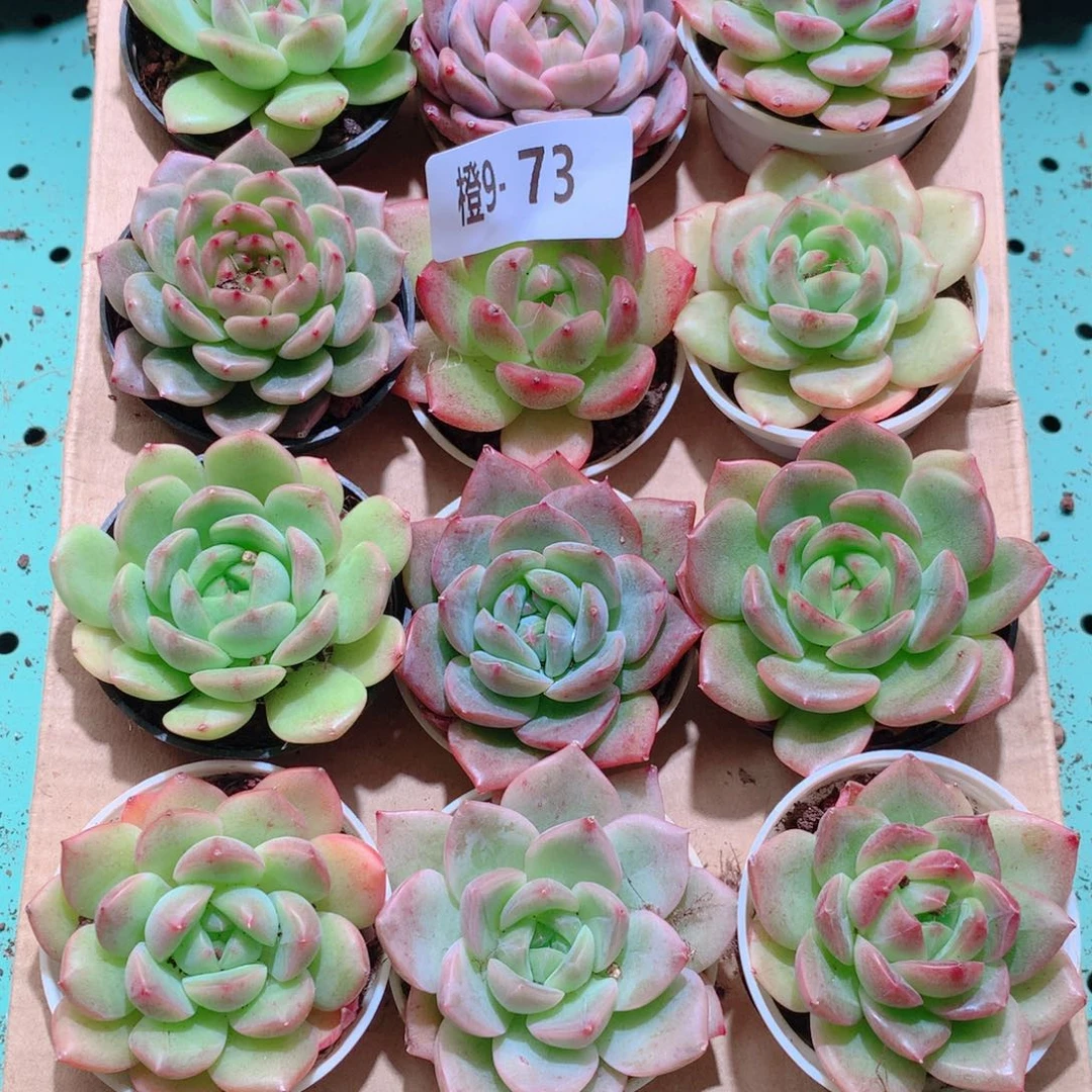 9-73一物一拍多肉带盆18颗