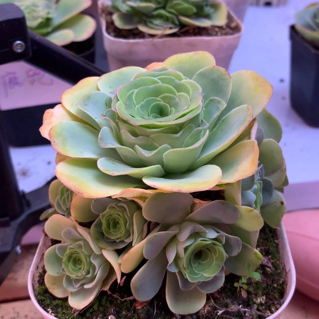 一物一拍双情基因开播福利