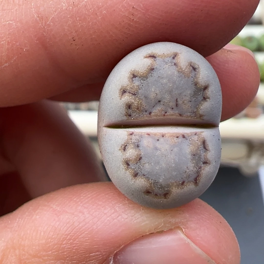 ****。12.11好看的多肉脱土发货