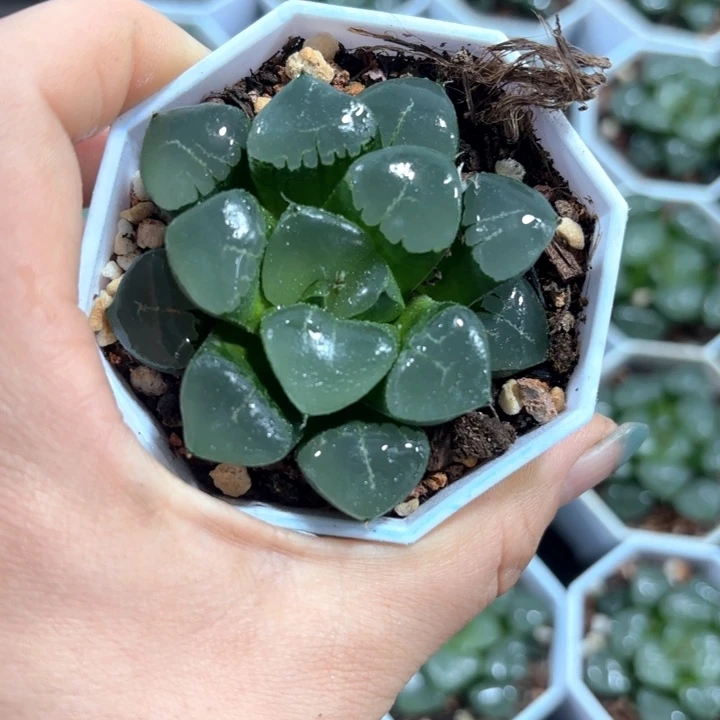 姬翠寿多肉植物白盘