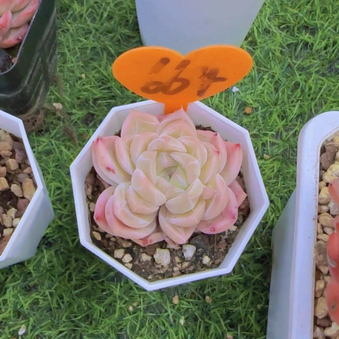 大**潘664多肉植物一物一拍