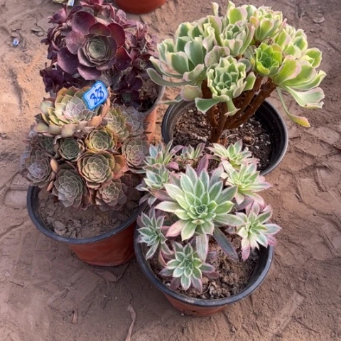 838多肉植物组合，