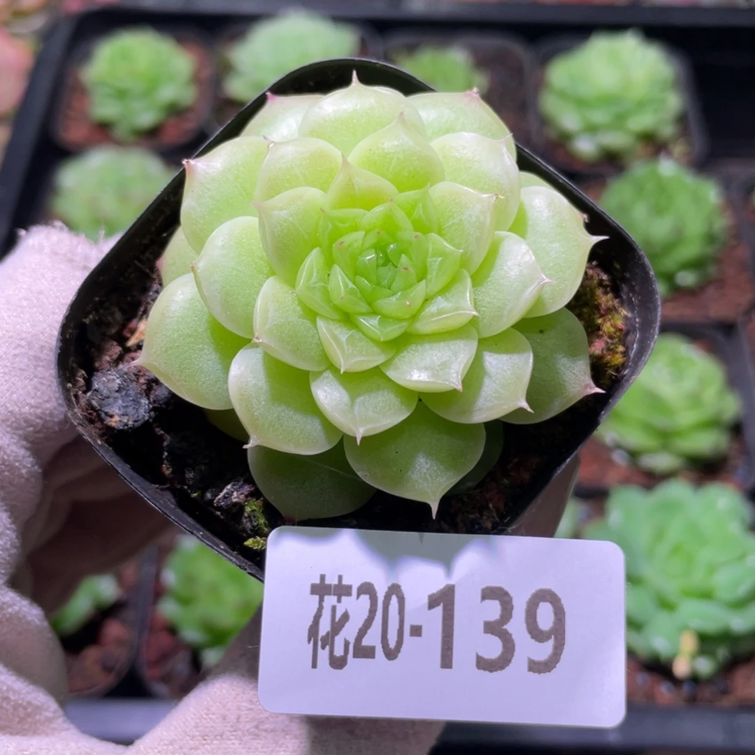 花利美20-139麦秆