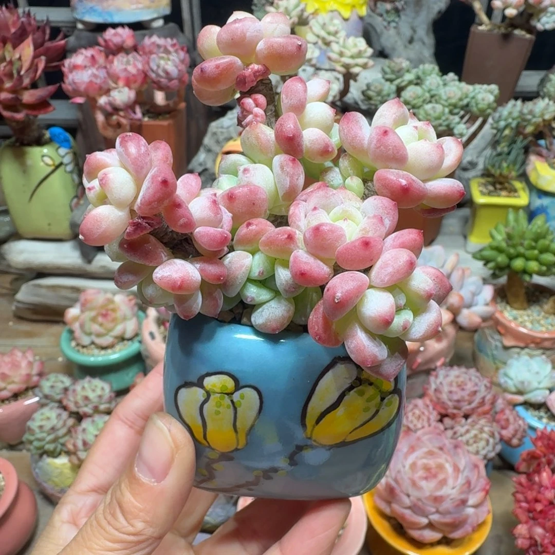 劳尔杂 多肉含盆土 一物一拍