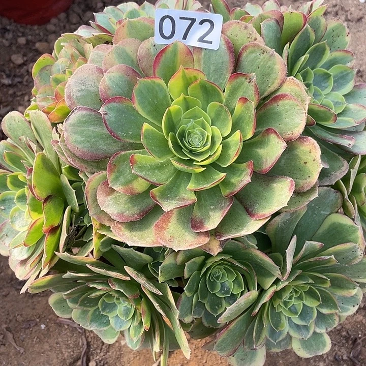 072奶白多肉植物的