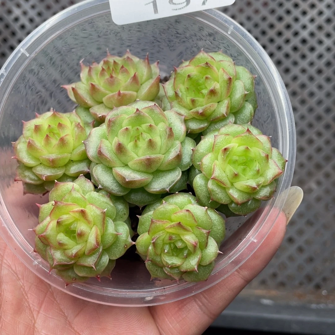 云糖心多肉植物197