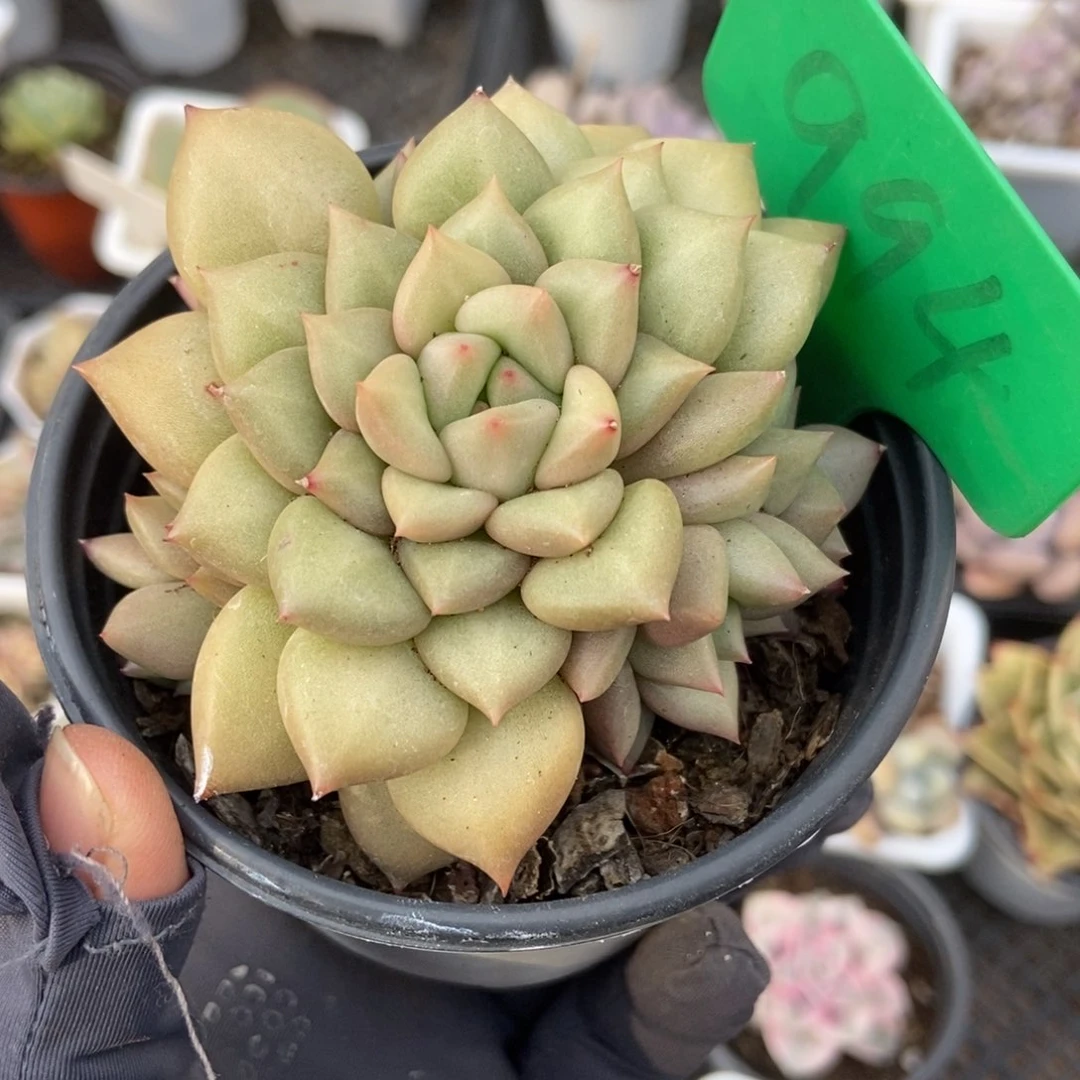 994象牙多肉植物保护