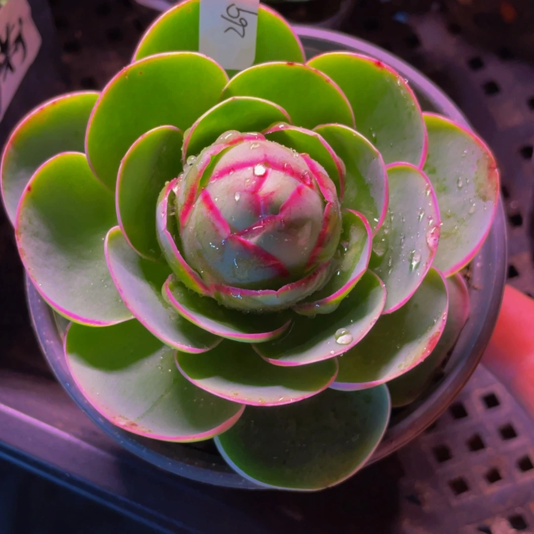 墨*黄帕269多肉植物花卉