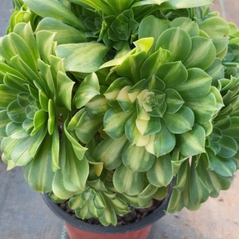 多肉植物五彩琉璃