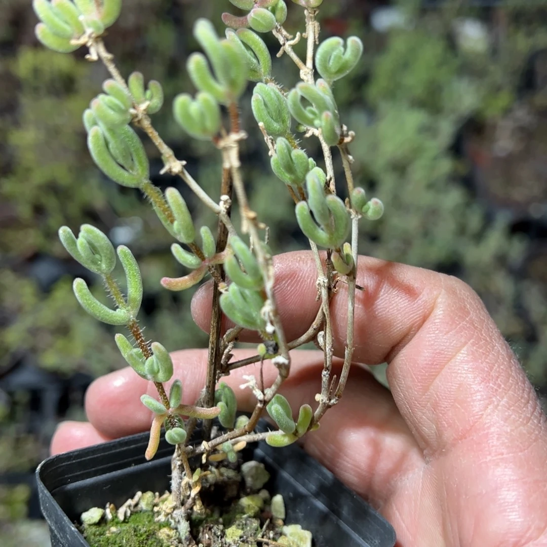 白色恋人55杯老桩福利