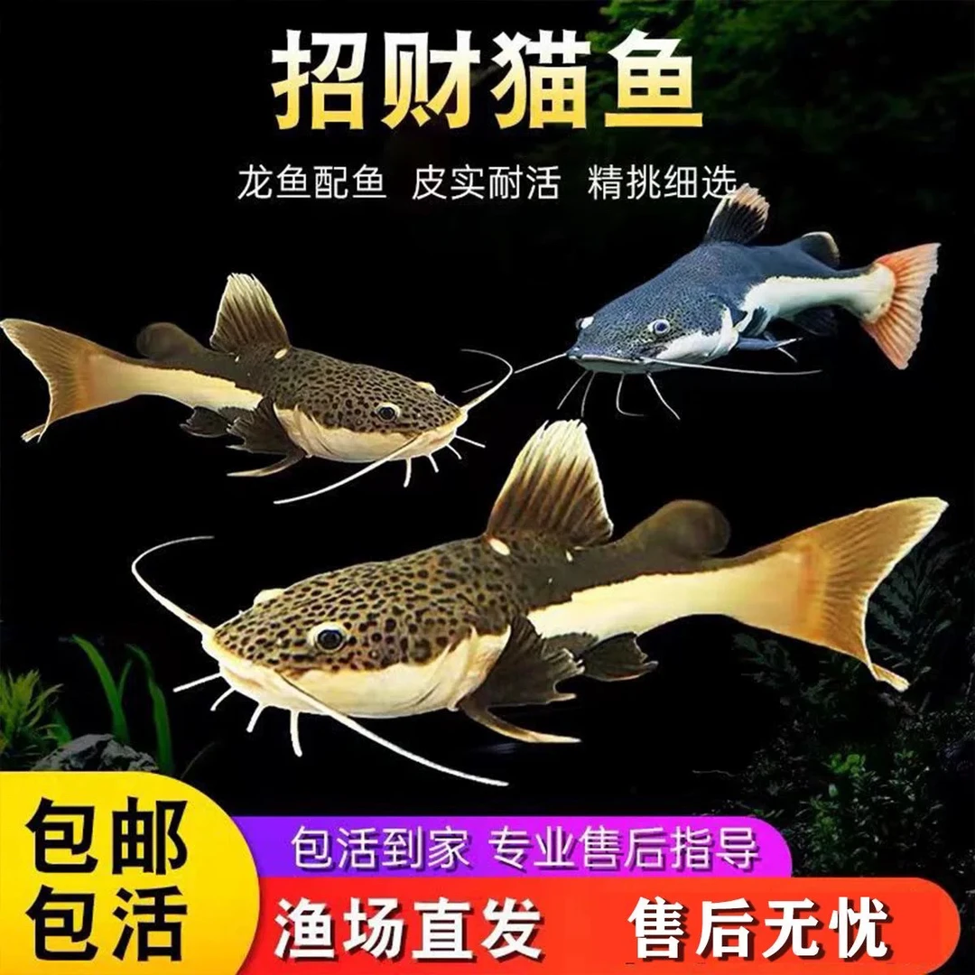 ［小猫猫专属链接］招财猫鱼鲶鱼大型热带观赏鱼底层活体鱼苗