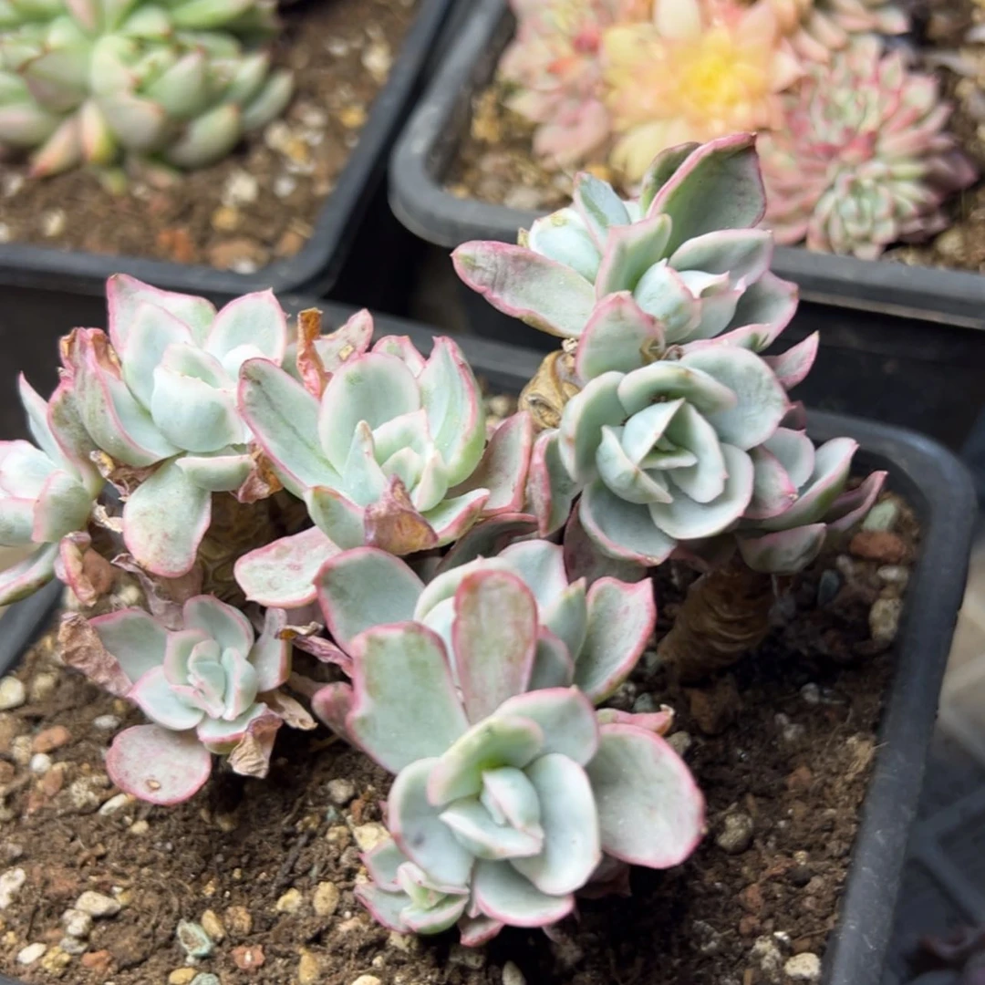 【闪购商品】伯克利多肉植物39.8