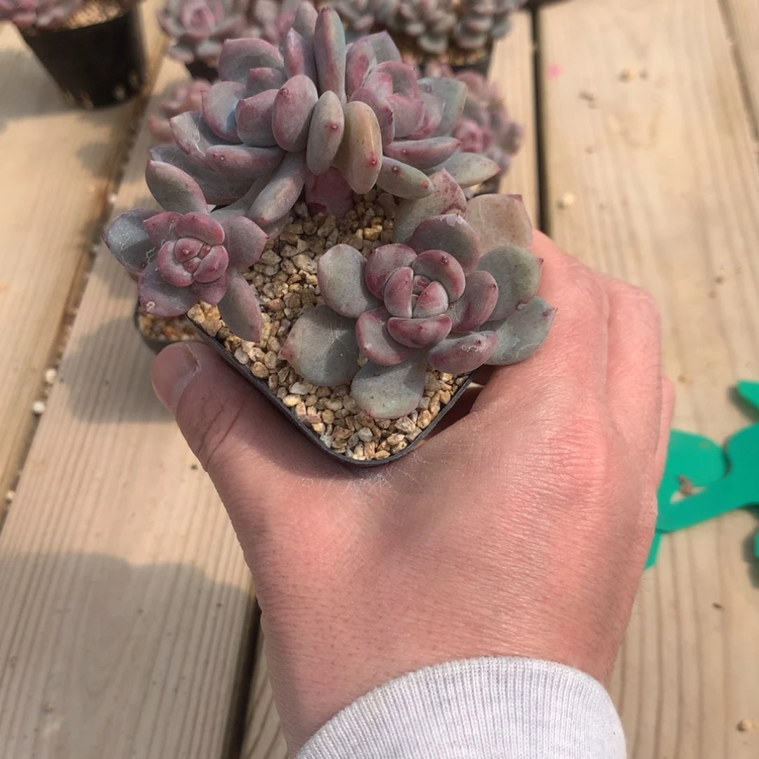 那***了下雾了突尼斯发货多肉