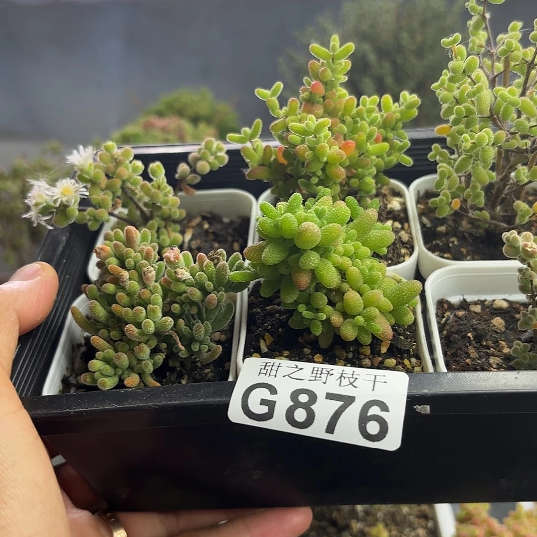 876新手套餐福利开播