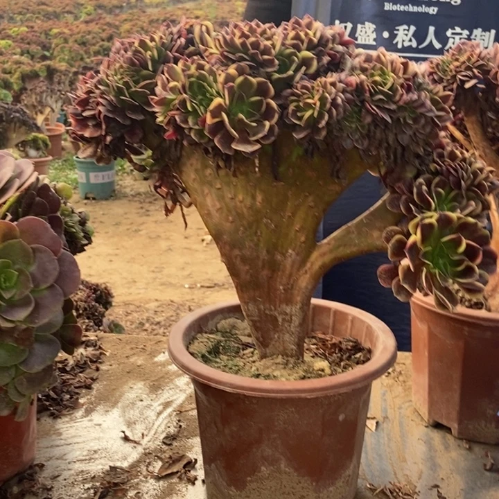 幸***伱926欧家寄老桩老桩