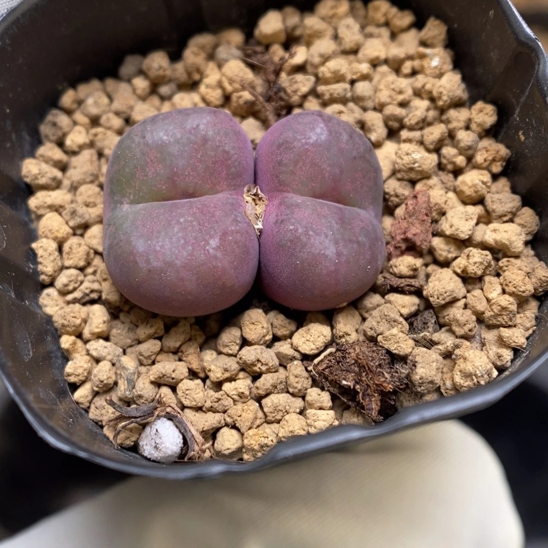 多肉植物肉锥杂交K-3683
