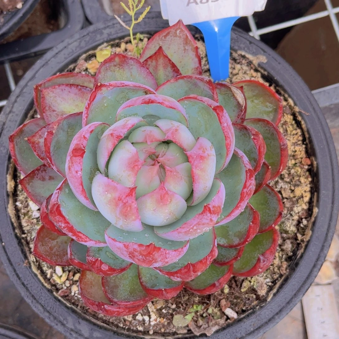 惊鸿Ａ850一颗一物一拍