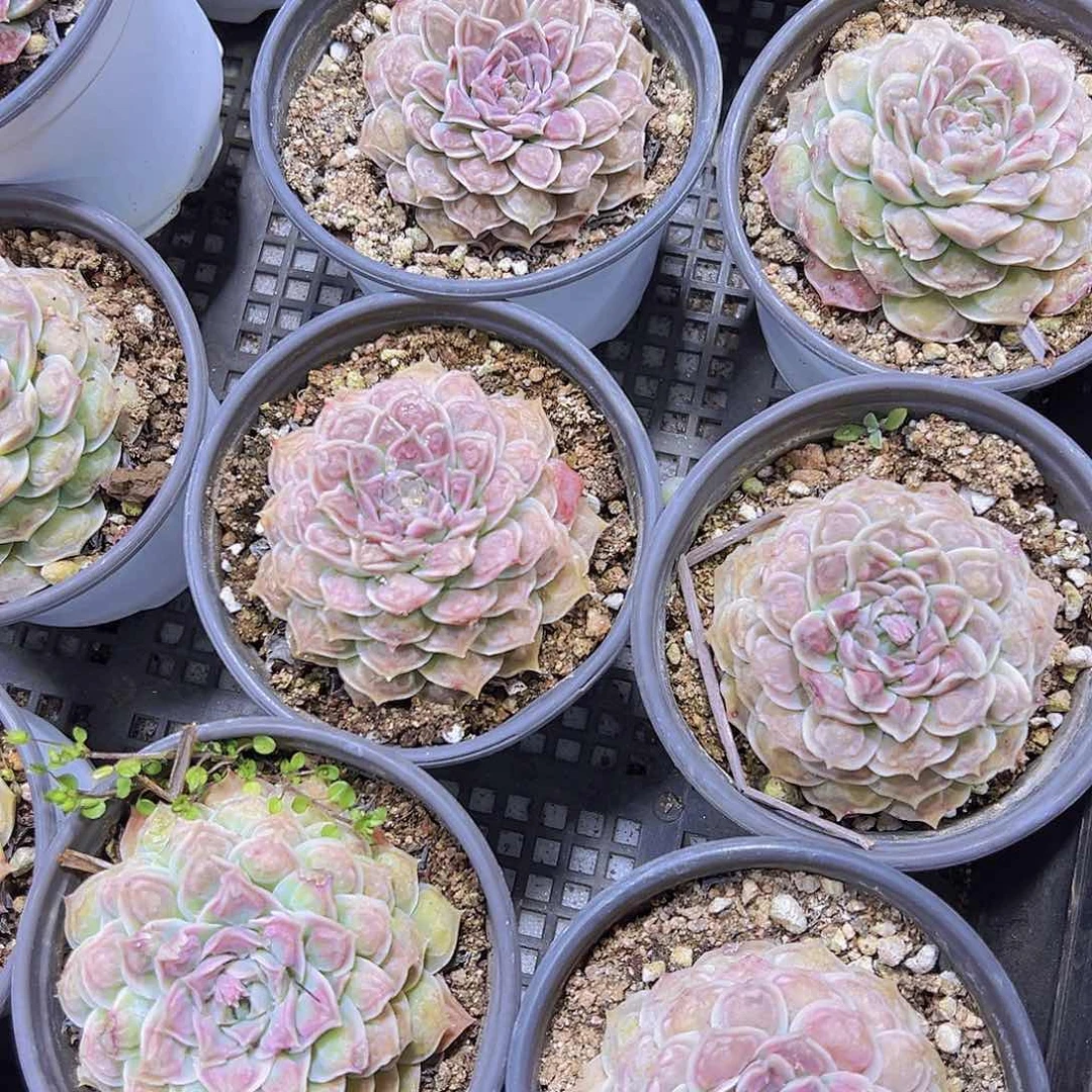 留财19包邮植物多肉