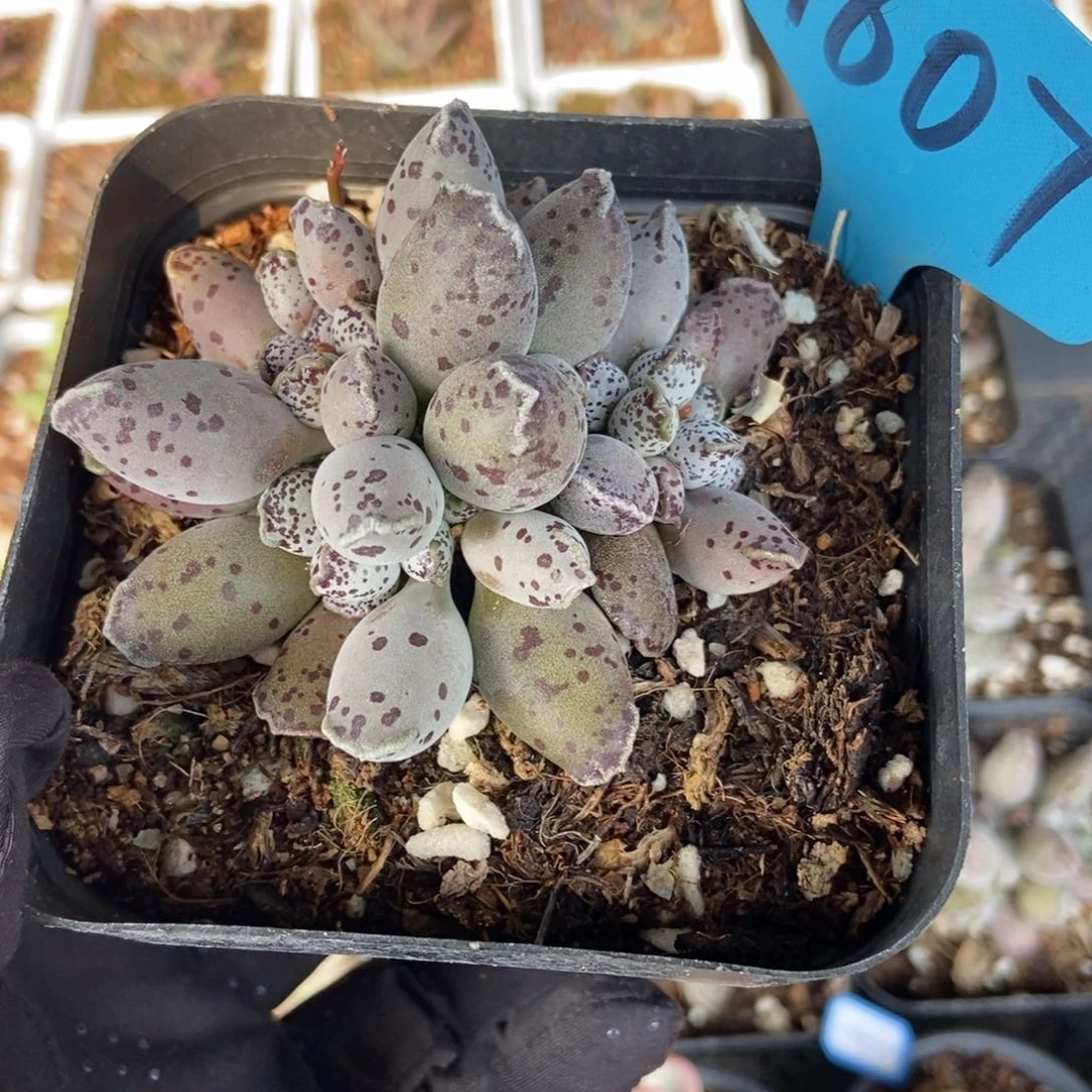 1807海豹多肉植物保护