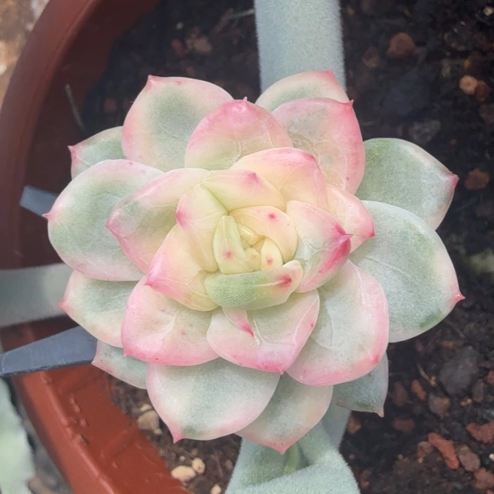 一刻潜力股锦已经饿的一刻