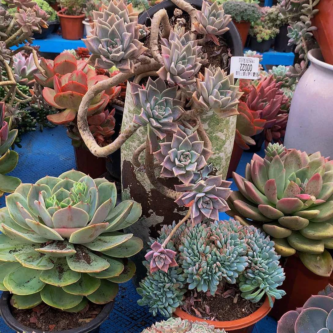 水***色    血色浪漫多肉00022