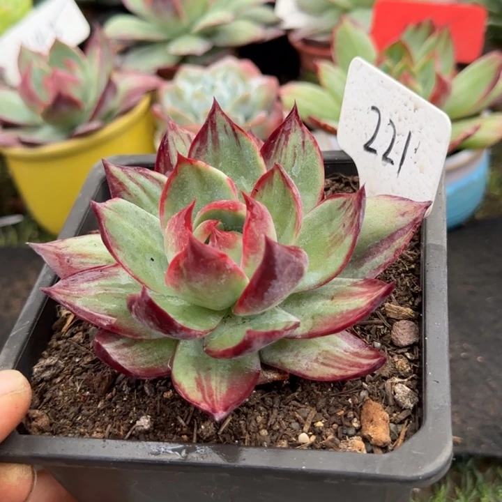 惊鸿一物一拍包装收缩花旱221