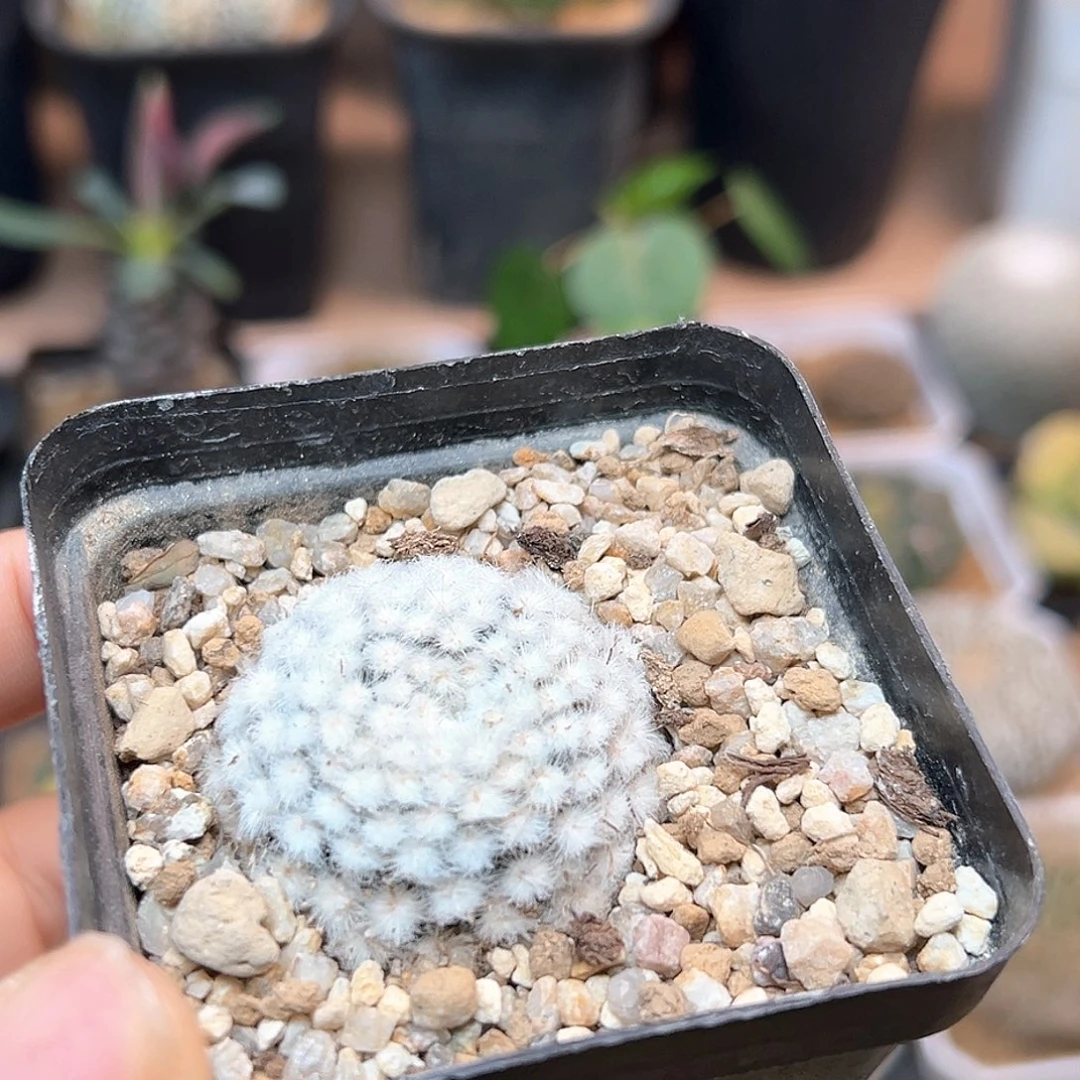 无花朵降落伞白星自根3.7