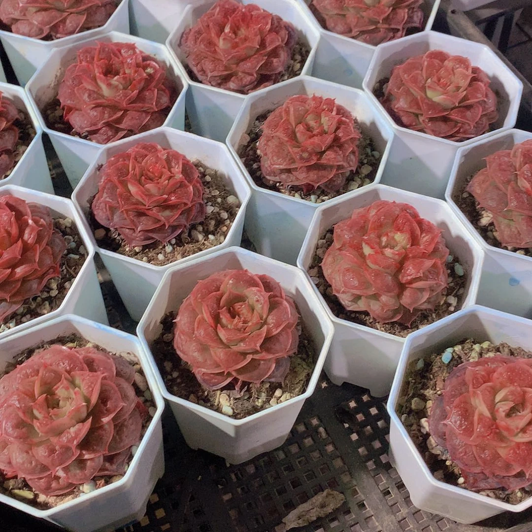 虾饺榴24567789900000