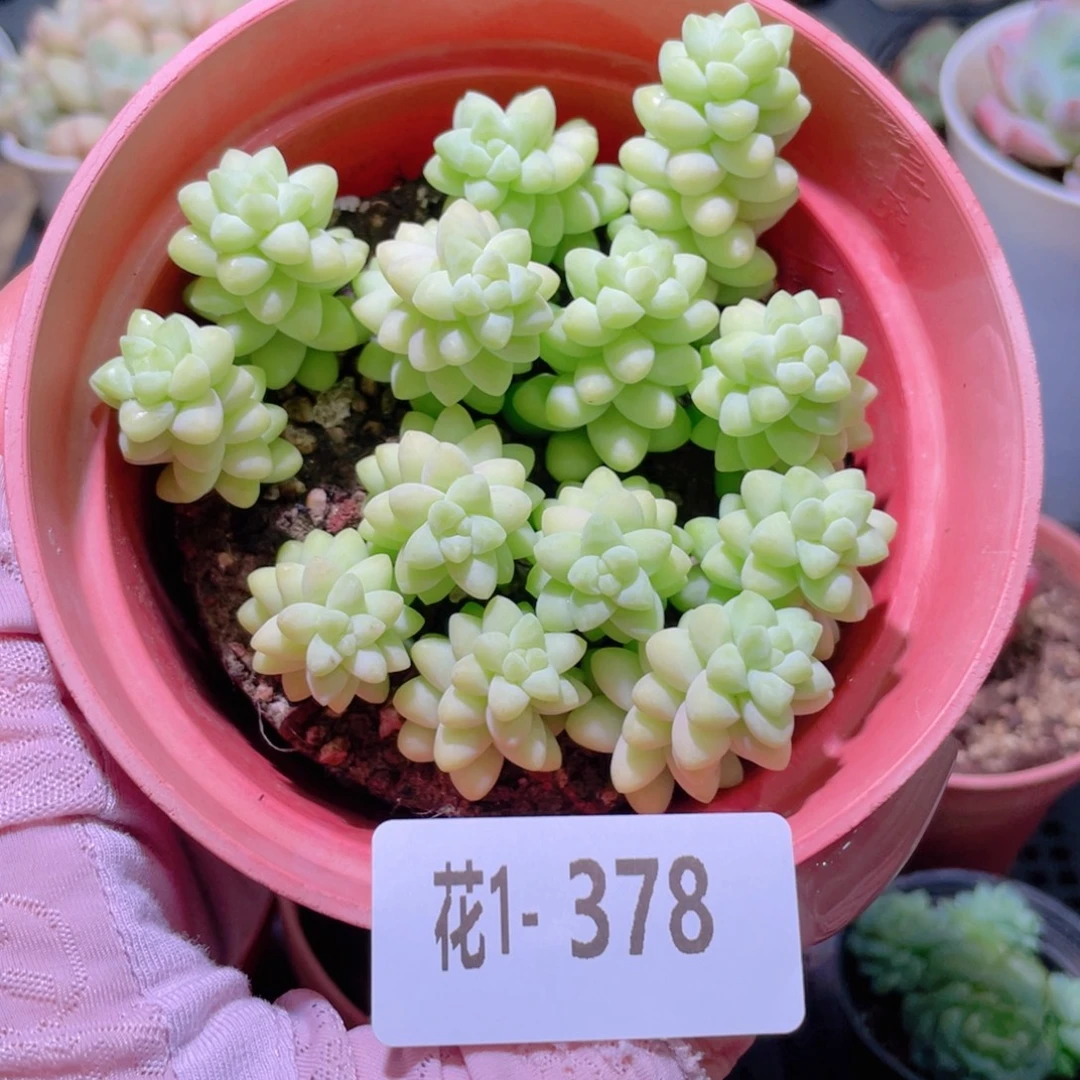 花利美1-378玉坠群