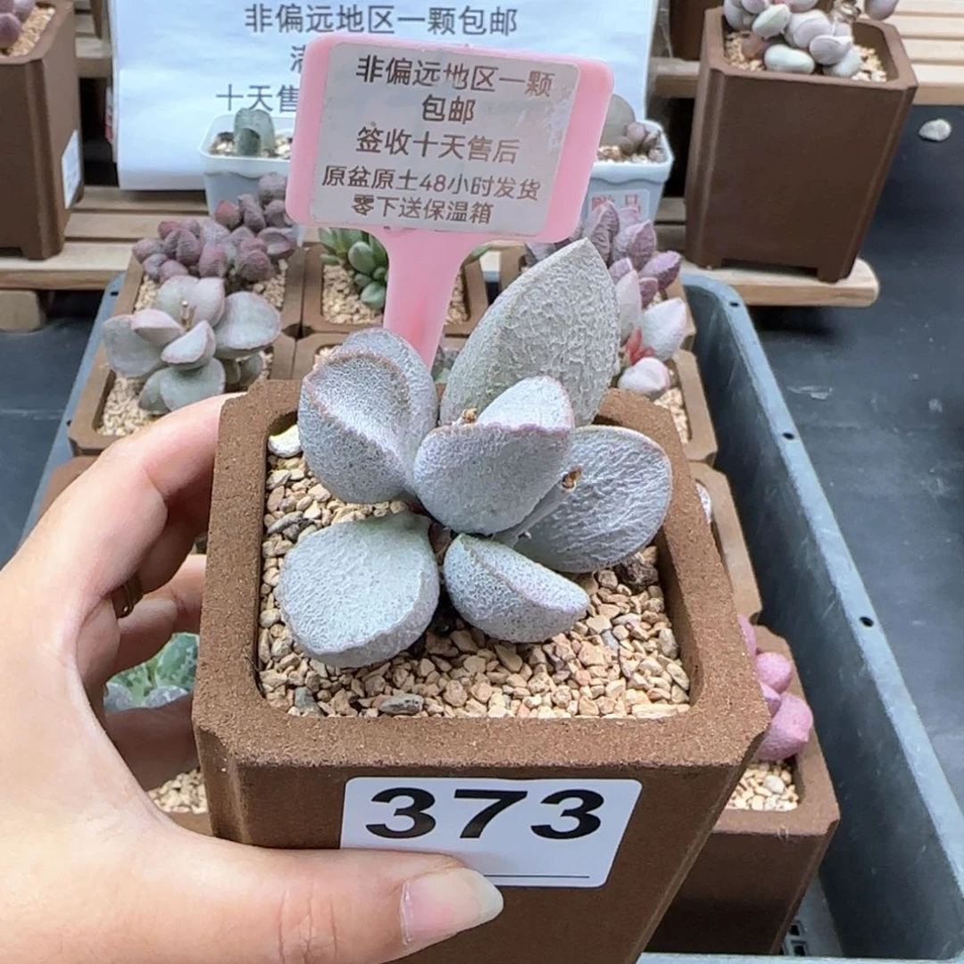 373谪仙多肉植物
