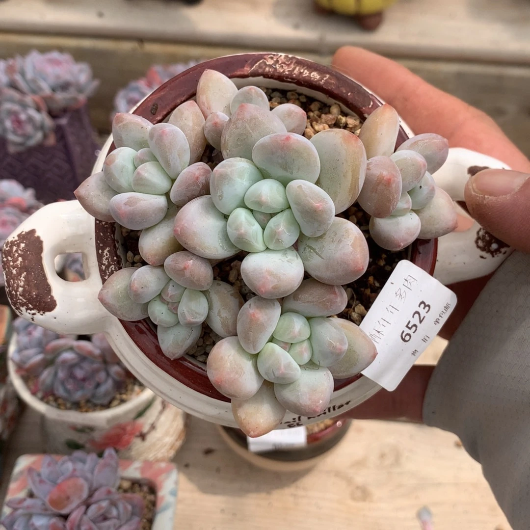 6523香水多肉一颗9厘米