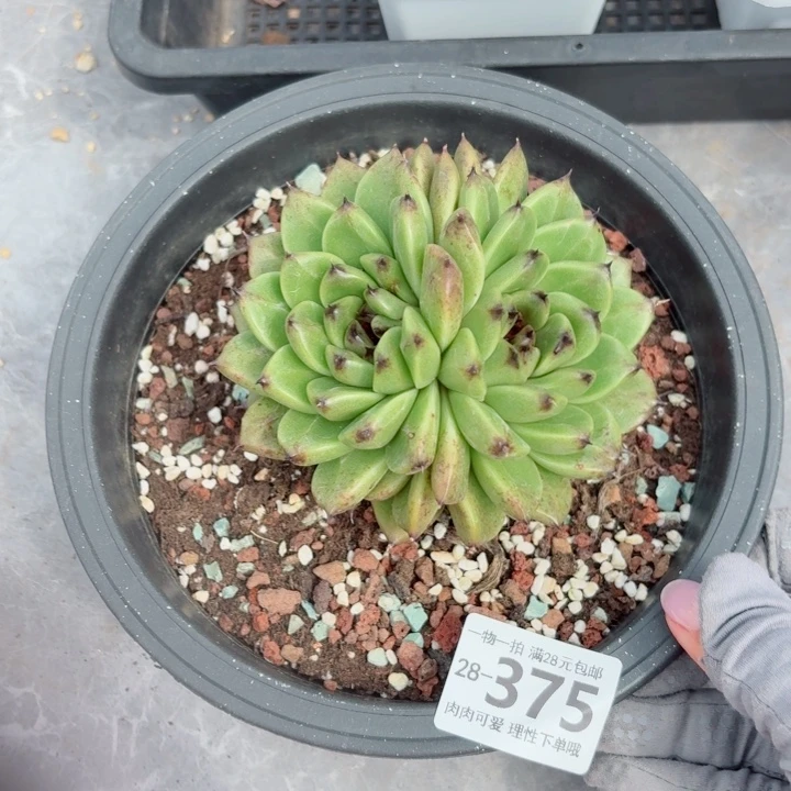 黑珍珠无盆土发货多肉多肉
