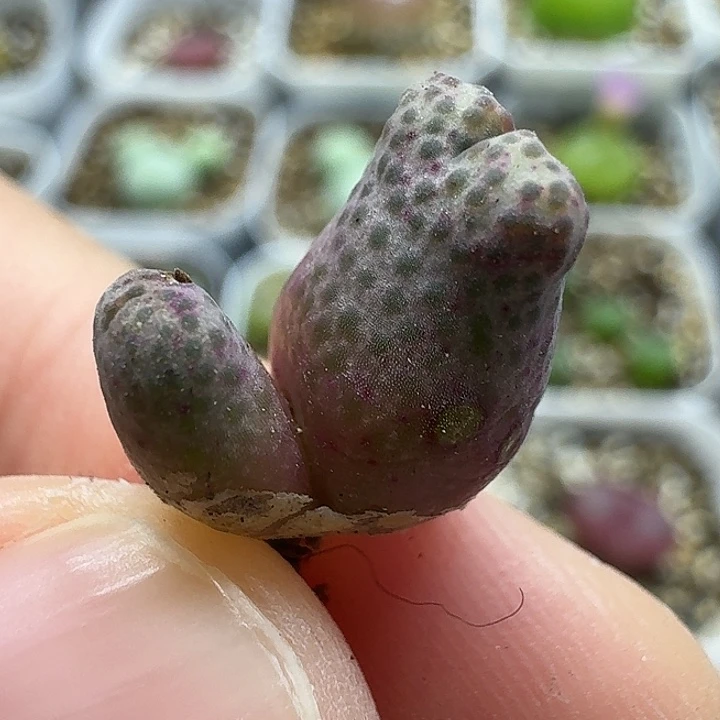 老马生石花斑马2803