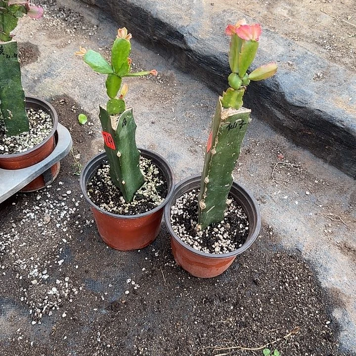 747+749嫁接蟹爪兰：028+仙子（无花苞）