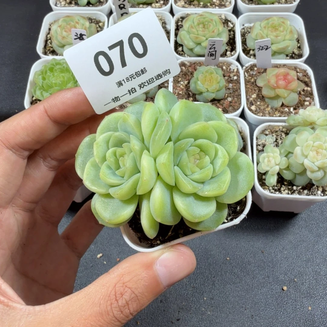 双头谪仙一物一拍070