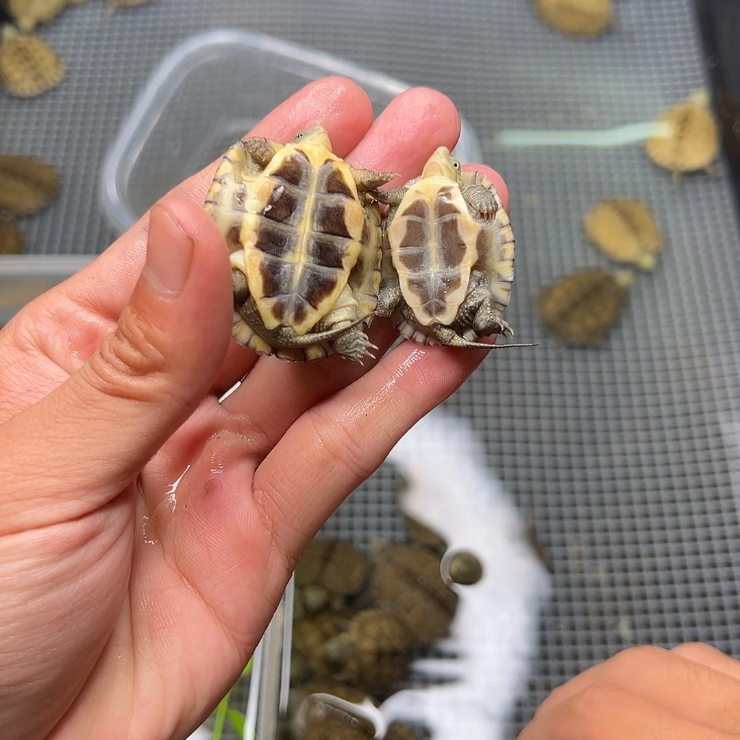 母绿毛龟不***场11号 43