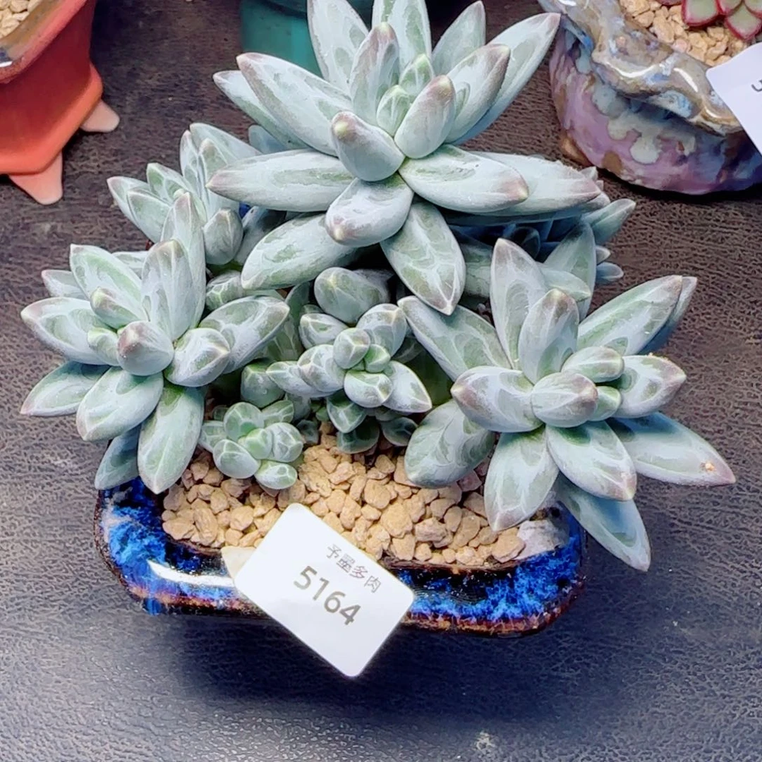 凤羽，5164多肉植物