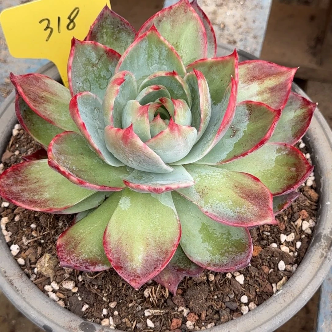 惊鸿一物一拍包装收缩花旱318