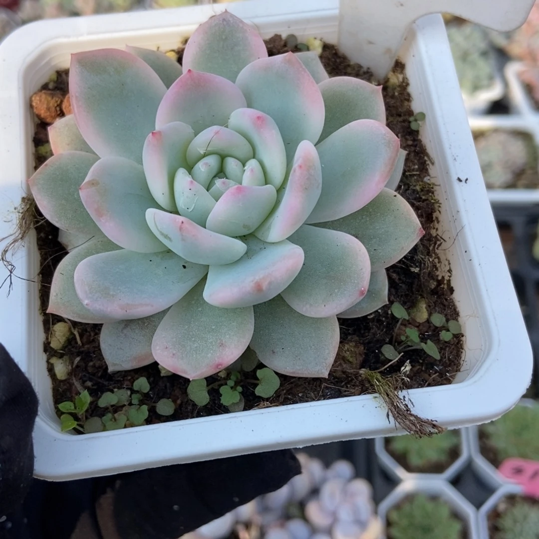 998梦露锦多肉植物多肉