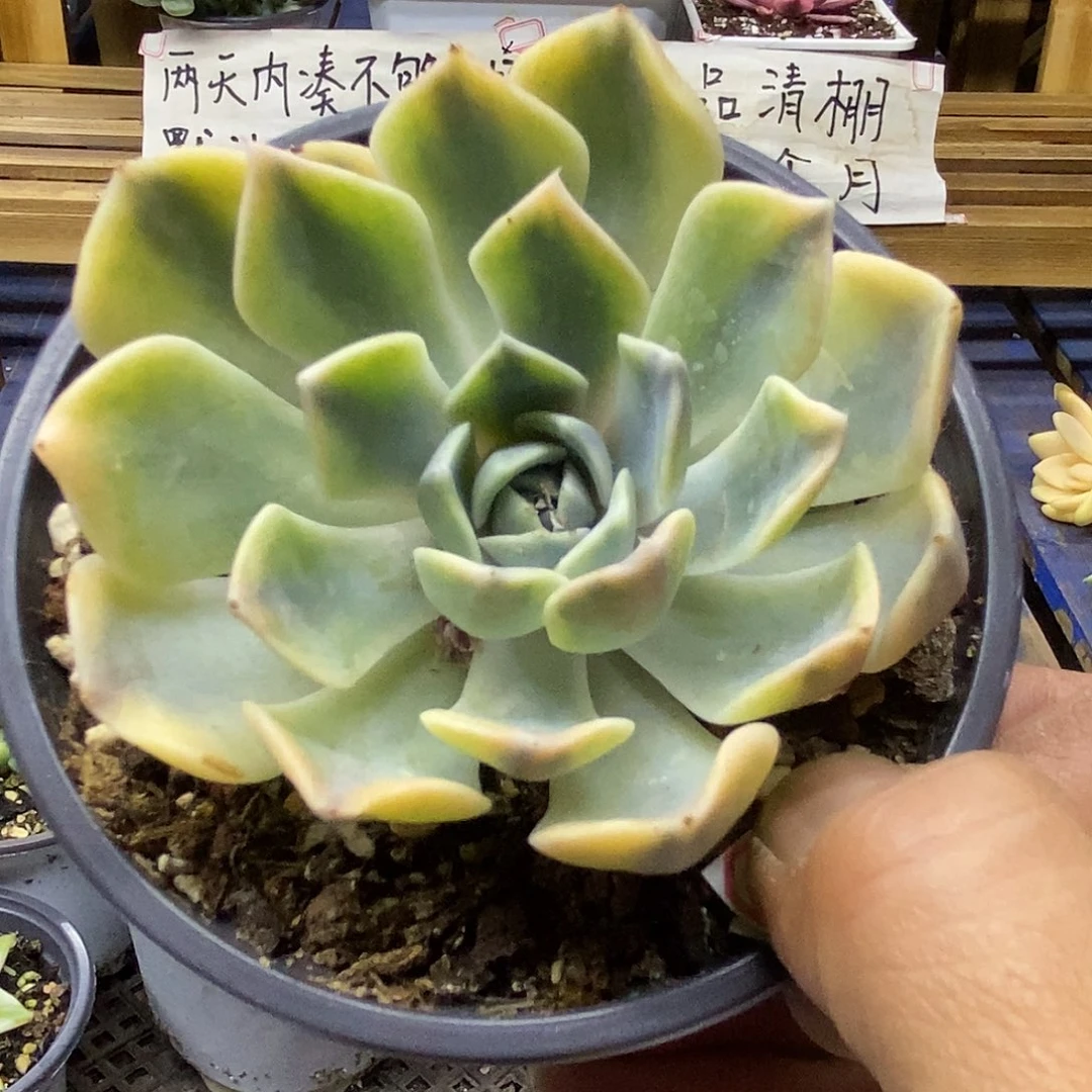 29109 汉堡覆轮锦