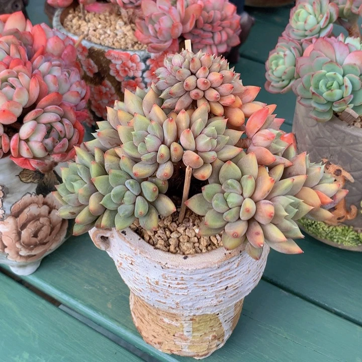 红象牙树缀自然群无砍