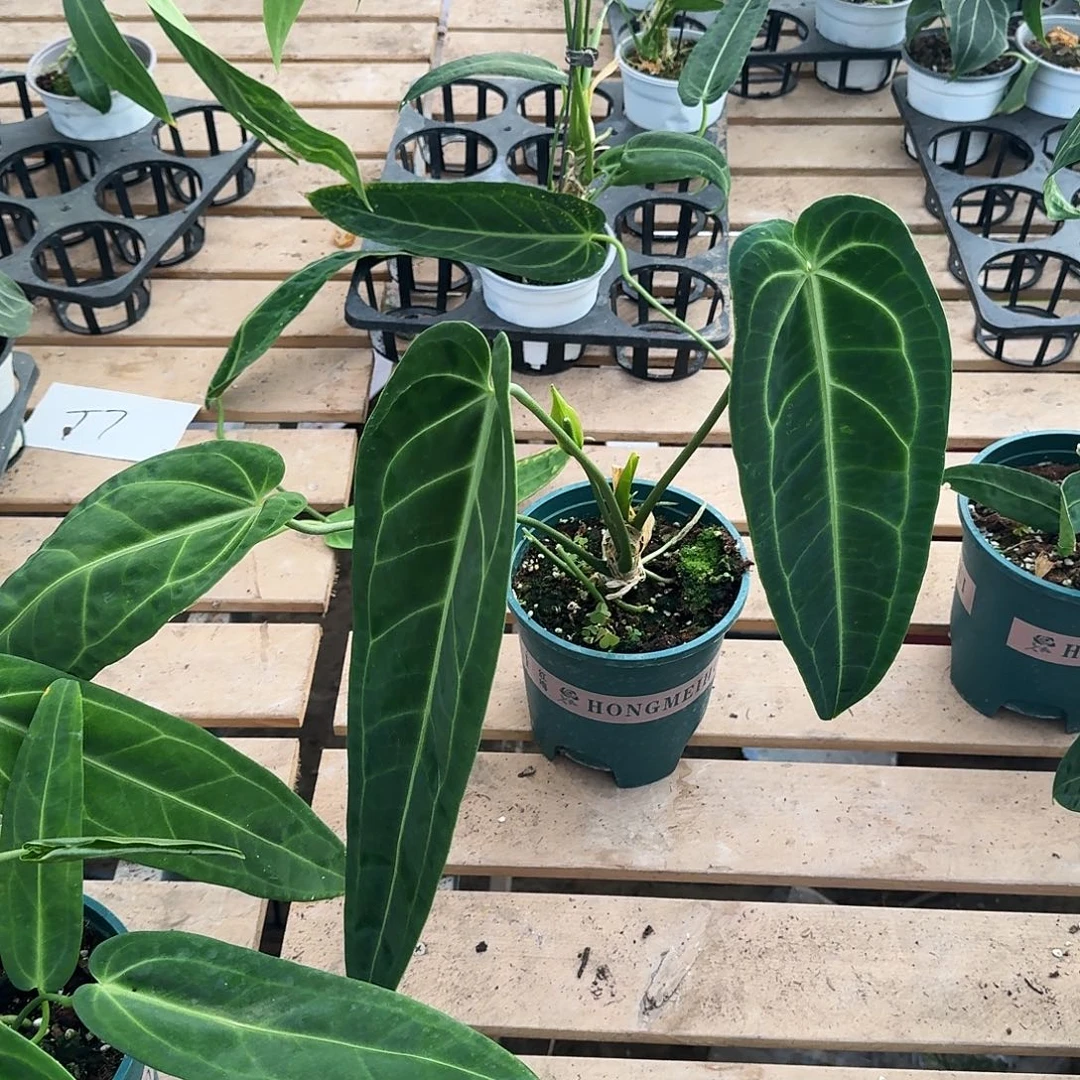 完全开放加仑盆火鹤后花烛一棵