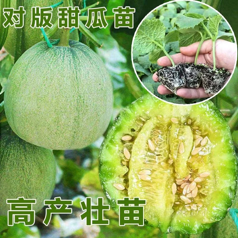 绿宝石甜瓜苗秧超甜香瓜苗早熟高糖羊角蜜四季栽阳台盆栽蔬果菜苗