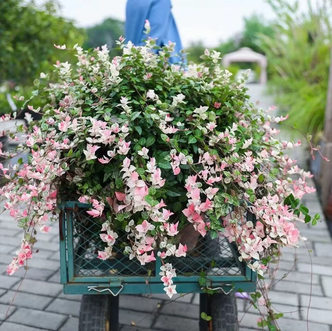 【李先生】花叶络石~多年生植物耐热耐寒适合室外庭院种植