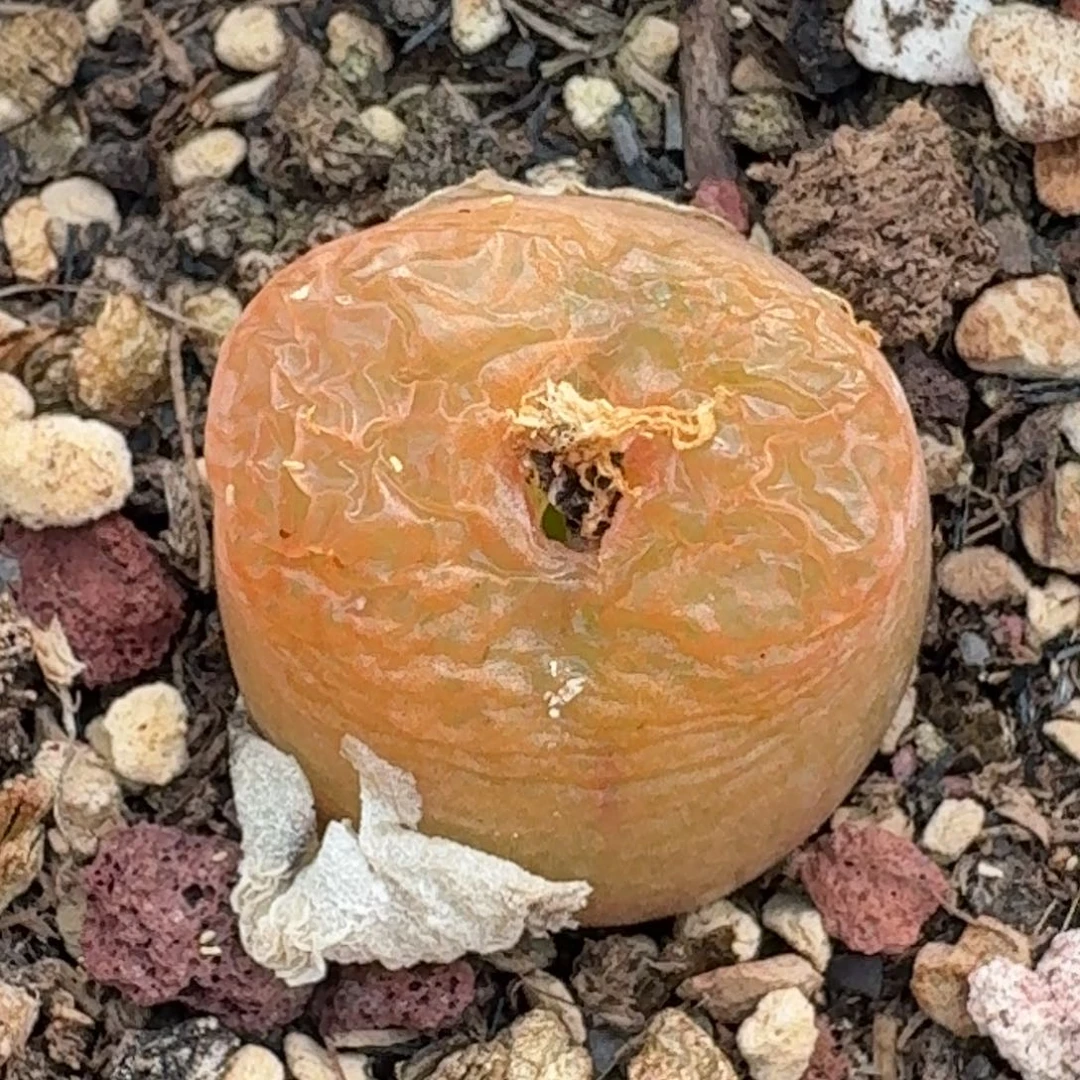 693带盆00000000000000000