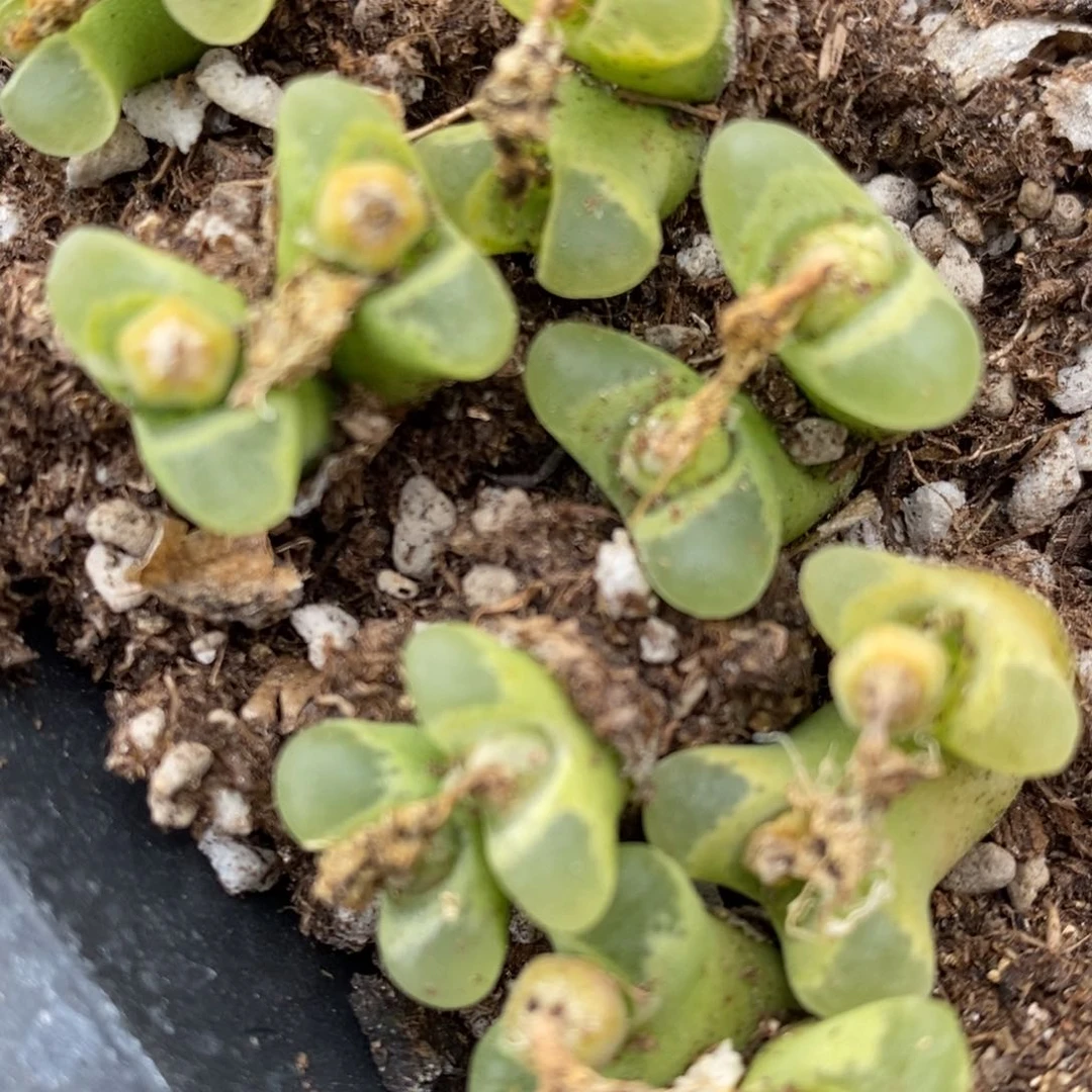 双头奶瓶风铃一颗