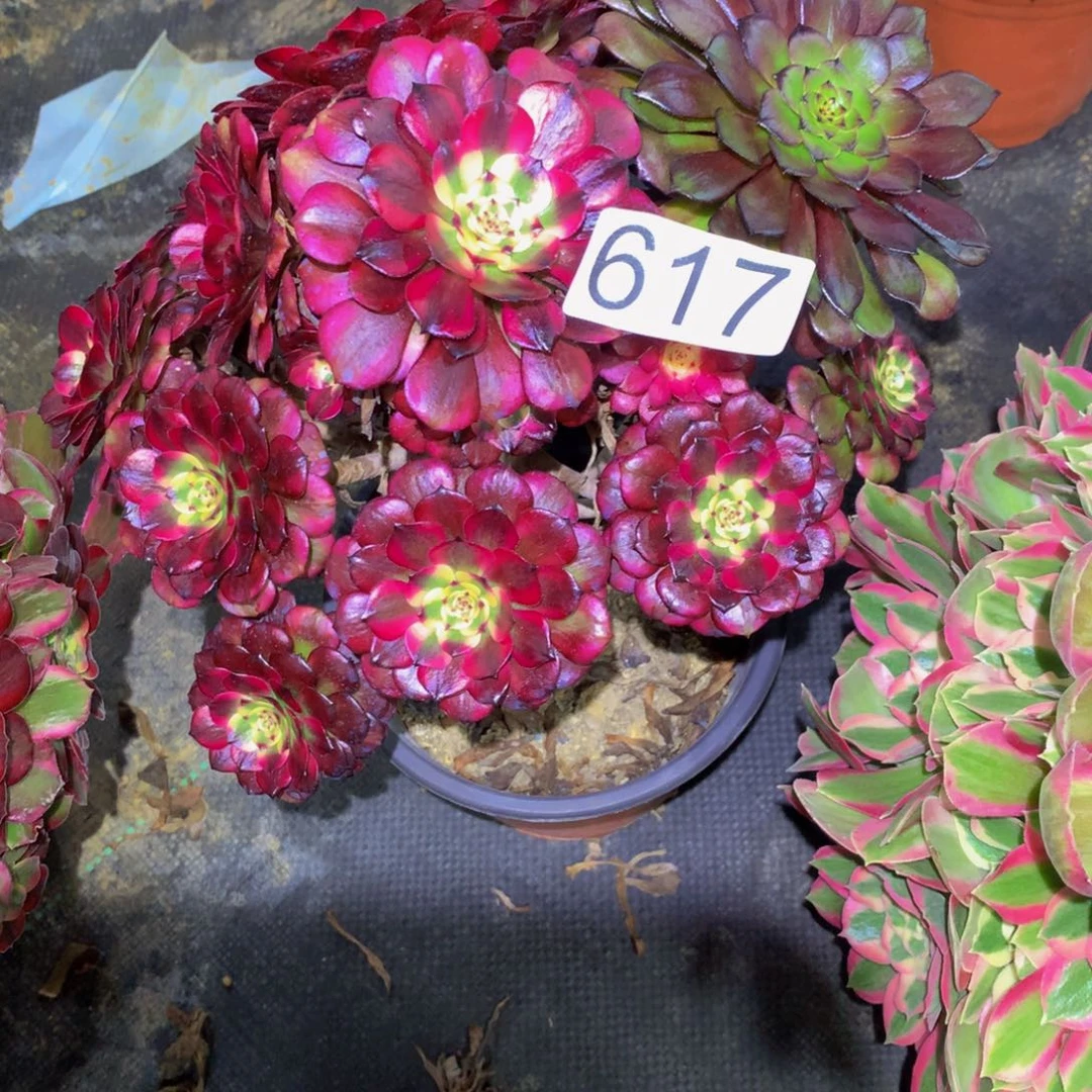 电***号法师多肉植物617美级
