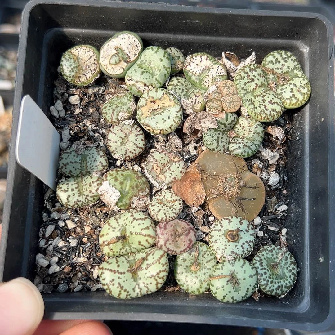 紫**夏多肉肉锥 安贞一盆