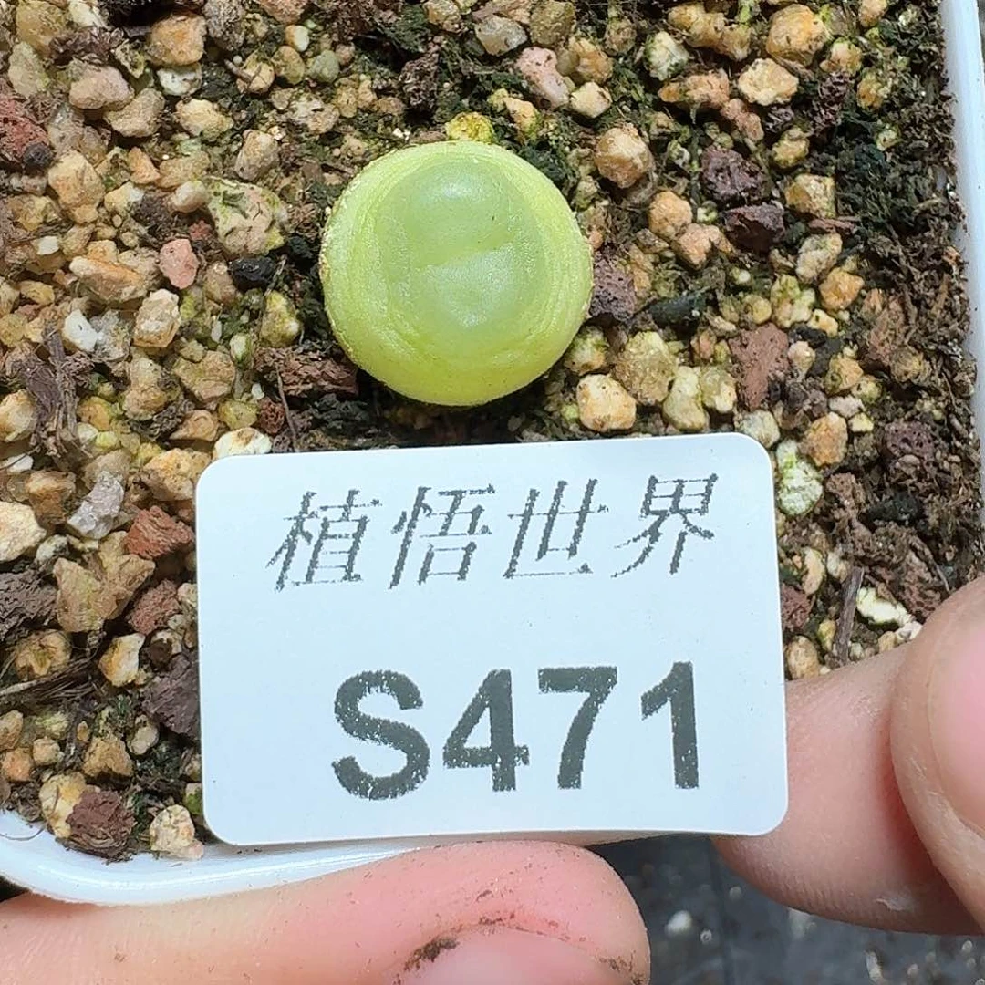 471号多肉植物哇ff g g h